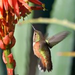 Hummer12.jpg