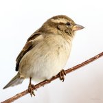 HouseSparrow-200.jpg