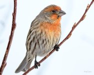 HouseFinch-209.jpg
