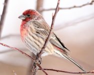 HouseFinch-212.jpg