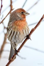 HouseFinch-215.jpg