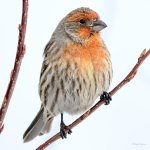 HouseFinch-216.jpg