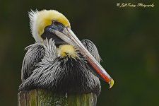 DSC_3619.jpg