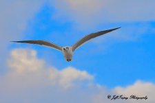 DSC_3872.jpg