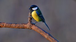 DSC_0179.jpg