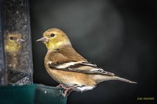 IVA_5687-Edit-Edit-Edit.jpg