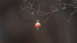 _DSC7382-Edit.jpg