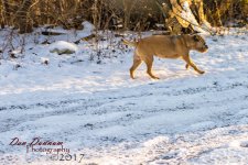 Snowy afternoon-0321.jpg