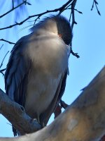 BlackHeron.jpg
