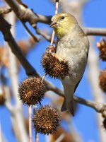 Goldfinch.jpg