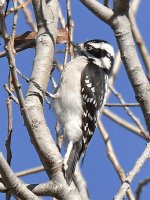 DownyWoodpecker.jpg