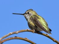 Hummer.jpg