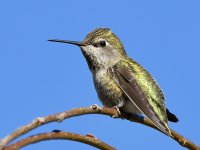Hummer2.jpg