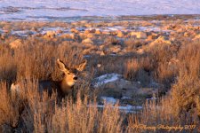 Deer on Antelope Island 1-14-2017.jpg