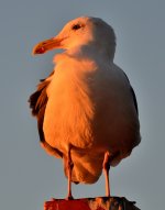 ROY_8906.JPG