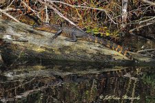DSC_4386.jpg