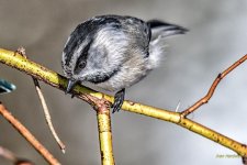 _IVA5838-Edit.jpg
