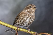 _IVA5810-Edit.jpg