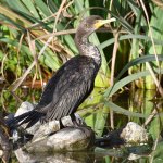 Cormorant.jpg