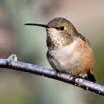 Hummer3.jpg