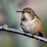 Hummer5.jpg