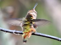 Hummer18.jpg