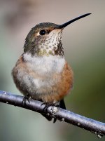 Hummer6.jpg