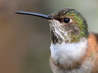 Hummer26.jpg