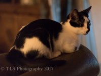 TSA_2861-2.jpg