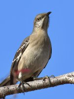 Mockingbird.jpg