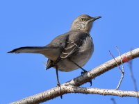 Mockingbird3.jpg
