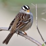 Sparrow9.jpg