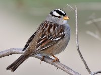 Sparrow8.jpg