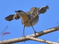 Mockingbird2.jpg