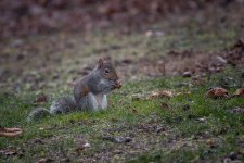 _DSC7382o-Edit.jpg