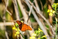 D73_0389-2.jpg