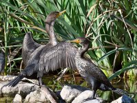 Cormorant3.jpg