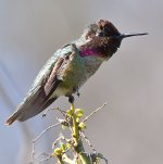 Hummer3.jpg