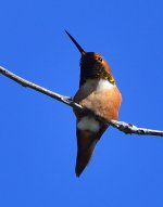 ROY_9359_01.JPG