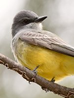Kingbird8.jpg