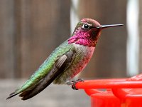Hummer2.jpg