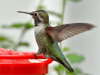 Hummer6.jpg