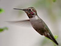 Hummer4.jpg