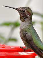 Hummer5.jpg