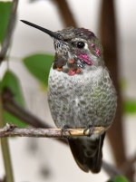 Hummer.jpg