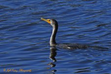DSC_4465.jpg