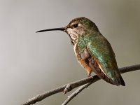 Hummer3.jpg