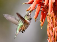 Hummer7.jpg
