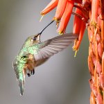 Hummer9.jpg