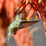 Hummer16.jpg